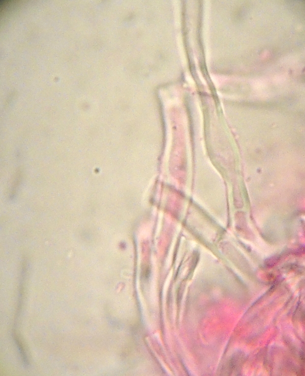 Byssomerulius corium? (Byssomerulius corium)